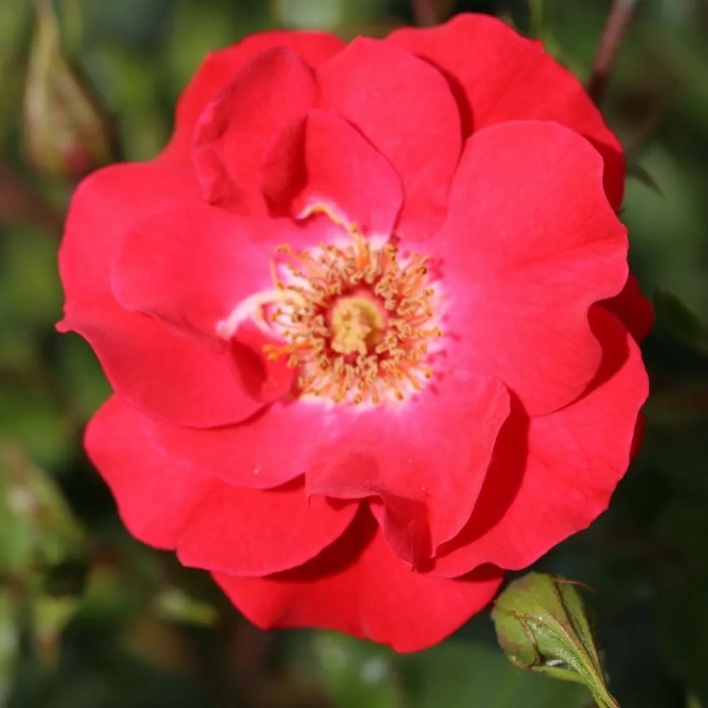 Red Climbing Rose 'Olympic Flame' 4Ltr Pot